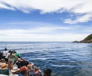 Duiker Island: Seal Sightseeing Cruise